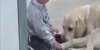 Sevimli Köpeğin Çocuğa Yoğun İlgisi