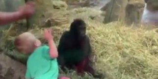 Çocukla Gorilin Eğlenceli Saklambaç Oyunu