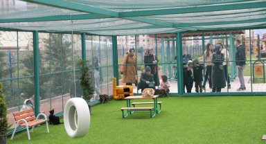 Kocasinan'ın 'Kedi Kasabası'na yabancı ilgisi