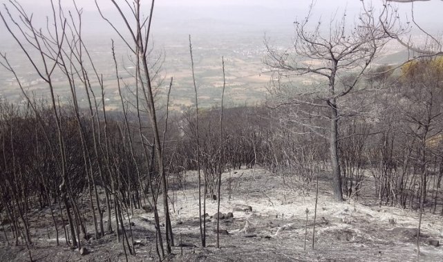 Manisa'dan İzmir Ödemiş yangınına destek