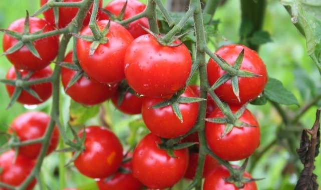 Rusya'ya domates ihracatında kota 500 bin tona çıktı