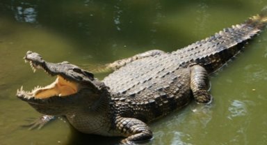 ABD'de timsah paniği!