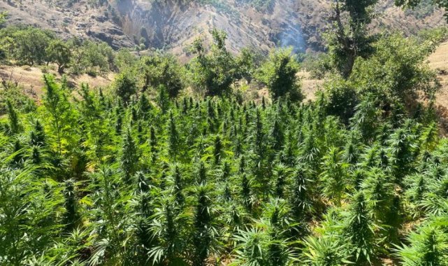 Bingöl'de 2 bin 252 kök kenevir bitkisi ele geçirildi