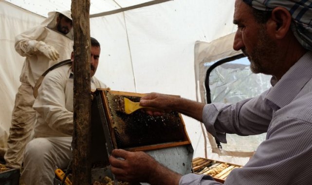 Bingöl'de 2 bin 300 rakımda bal hasadı