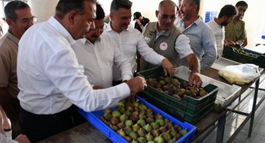 Bursa 'Siyah İncir'de hasat zamanı
