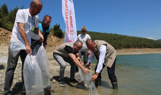 Bursa'da 5 bin yayın balığı Demirtaş'a bırakıldı