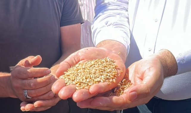 CHP'li Karasu: 1 kilo buğday, 1 bardak çay etmiyor!