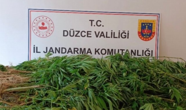 Düzce'de jandarmadan uyuşturucu operasyonu