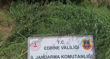 Jandarmadan kenevir operasyonu