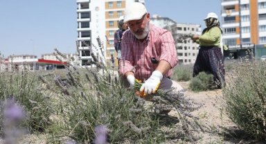 Kayseri Kocasinan'da lavanta hasadı başladı