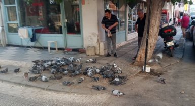 Keşan'da hayvansever esnaf her gün güvercinleri besliyor