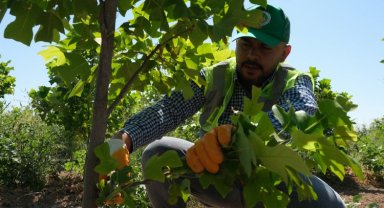Malatya'da 30 bin fidan dikime hazır