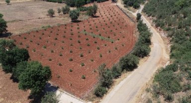 Muğla'da 230 bine yakın ağaç toprakla buluştu