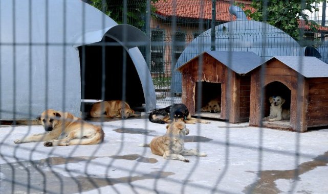 Sakarya'da devasa şifa yuvası