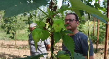 Şerbetçiotuna hasat öncesi inceleme