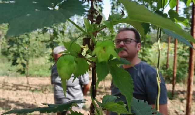 Şerbetçiotuna hasat öncesi inceleme