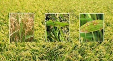 Uzunköprü Ziraat Odası'ndan 'çeltik yanıklığı' bilgilendirmesi