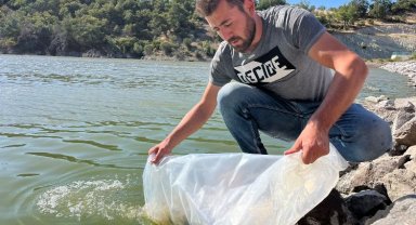 30 bin yavru sazan göletlere salındı