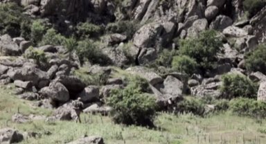 Bakan Yerlikaya: 2 terörist teslim oldu