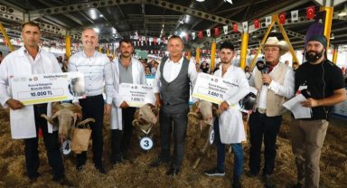 Bursa İnegöl'de 3. Küçükbaş Hayvancılık Festivali başlıyor