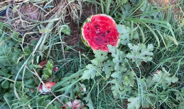 Bursa Yenişehir'de yaban hayvanları karpuzlara dadandı! Üretici çiftçiler helal etti!