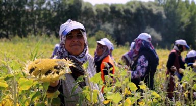 Çorum'da ayçiçeği hasadı sevinci
