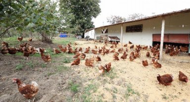 Kafessiz yöntemle 35 milyon yumurta