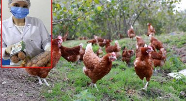 Kafessiz yumurta ürettiler