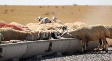 Konya hazırladığı sıvatlarla hayvanlara can suyu oluyor