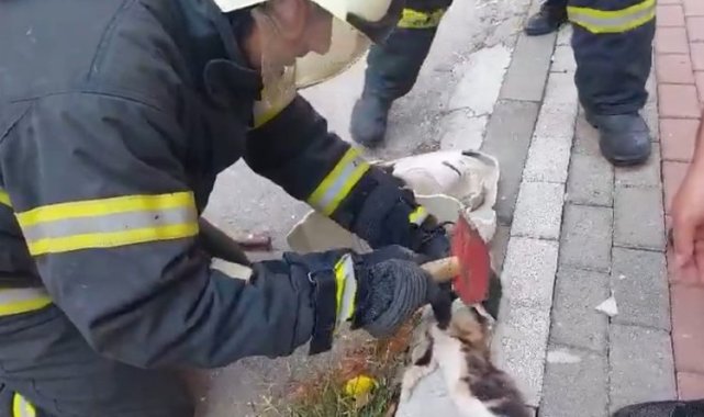 Lavaboya sıkışan yavru kedi kurtarıldı