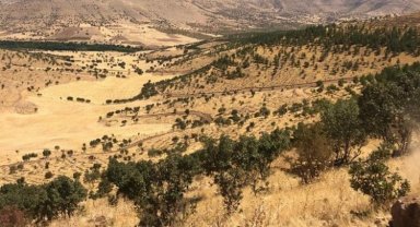 Mardin'de 500 bin fidan toprakla buluşacak