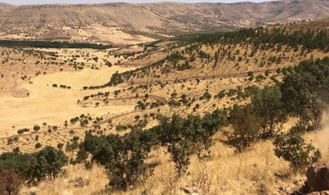 Mardin'de 500 bin fidan toprakla buluşacak