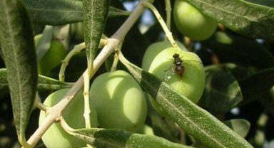 Bursa'da zeytin sineği ile 4. mücadele dönemi başladı