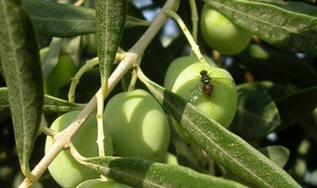 Bursa'da zeytin sineği ile 4. mücadele dönemi başladı