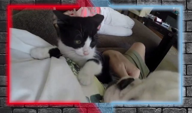 Dikkat! Çip zorunlu... Satın alma, sahiplen!