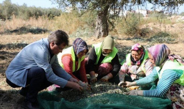 Edremit'te zeytin hasadı başladı