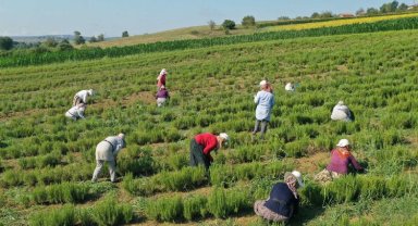 Kocaeli'de tıbbi ve aromatik bitkilerin hasadı başladı