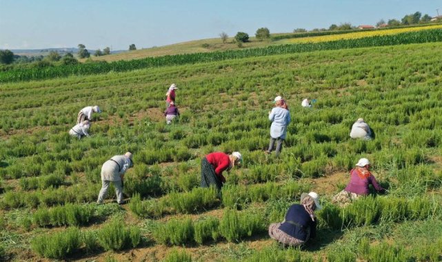 Kocaeli'de tıbbi ve aromatik bitkilerin hasadı başladı