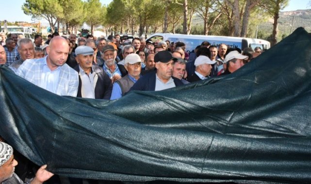 Manisa'da zeytinin başkenti Akhisar'a Büyükşehir'den destek