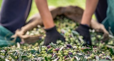 Sofralık zeytin ihracatı 100 bin tonu aştı