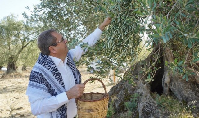 Ayvalık'tan 'Dünya Zeytin Ağacı Günü' mesajı