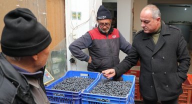 Gemlik zeytini alım fiyatları yüzde 20 arttı!