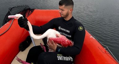 Kocaeli İtfaiyesi yaralı flamingoyu kurtardı