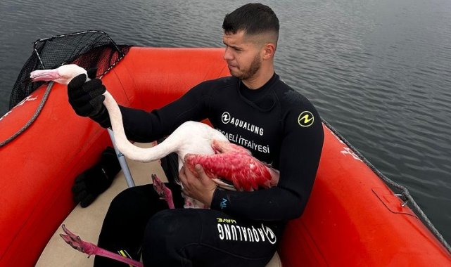 Kocaeli İtfaiyesi yaralı flamingoyu kurtardı