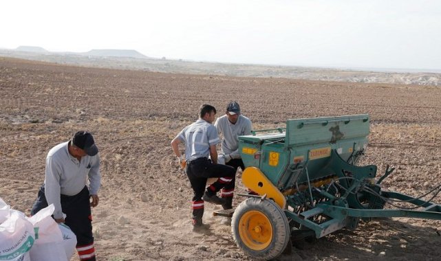 Nevşehir Belediyesi'nden yerli tohum ekimi