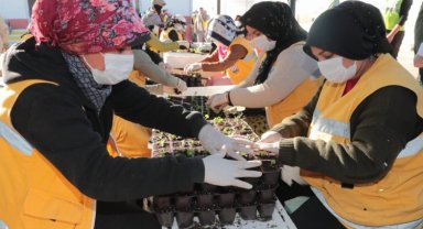 Serada 1.5 milyon çiçek ürettiler