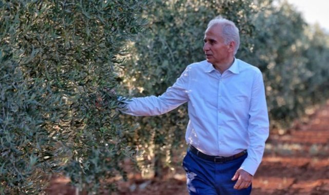 Denizli'de zeytin seferberliği