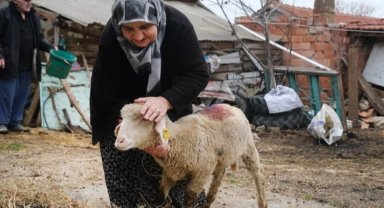 Eskişehir Büyükşehir'den üreticiye küçükbaş desteği