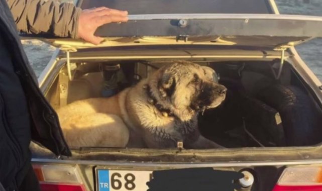 İçişleri'nden köpek dövüşüne şok baskın!
