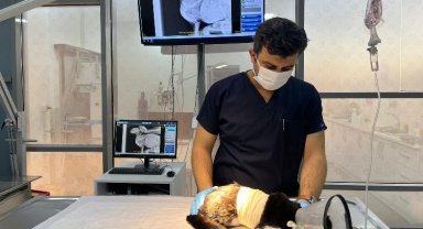 Olta iğnesi yutan kediye Balıkesir Büyükşehir'den yardım